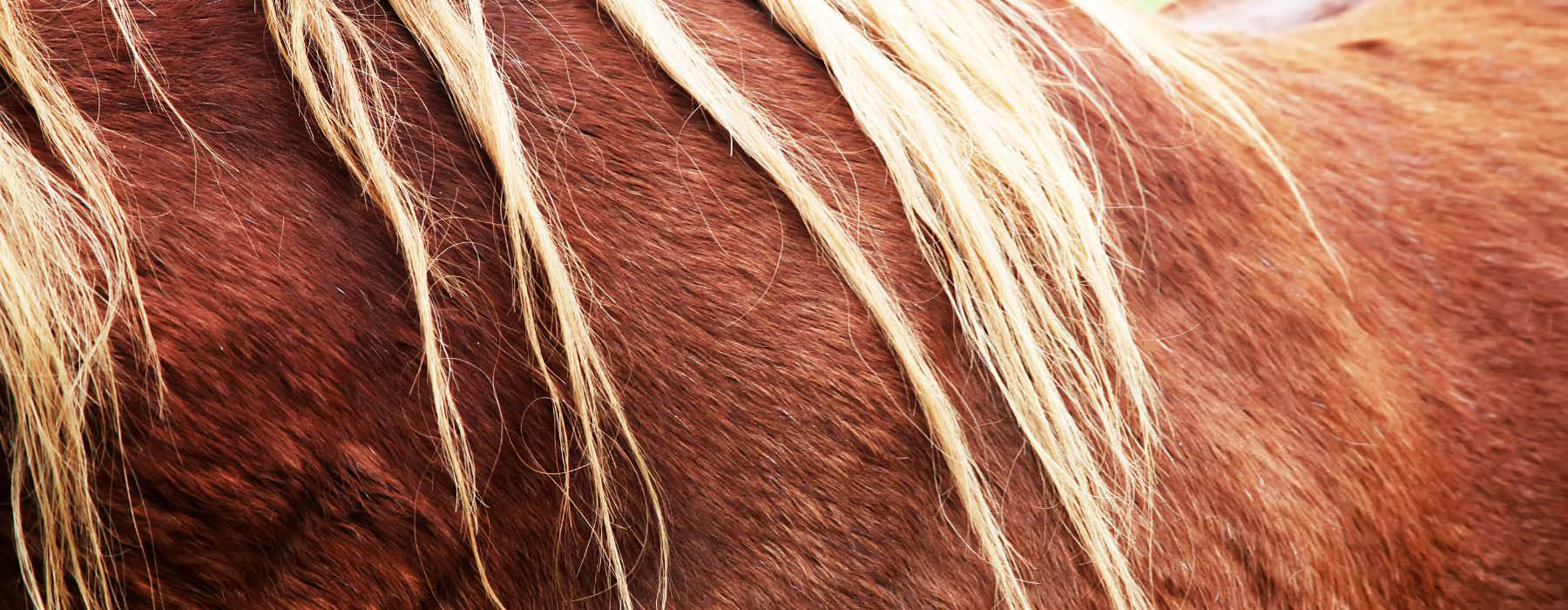 Horsehair Pottery Web Banner