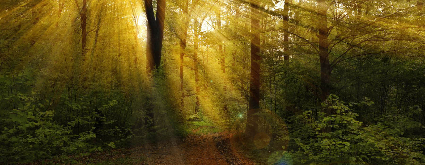 Mindfulness 4 Web Banner
