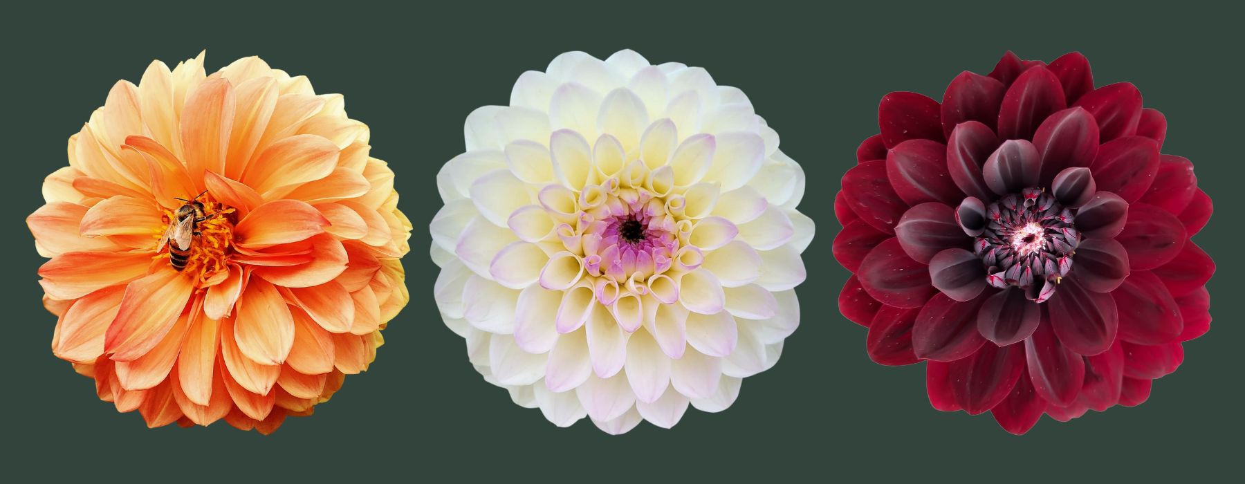 Dahlia Festival