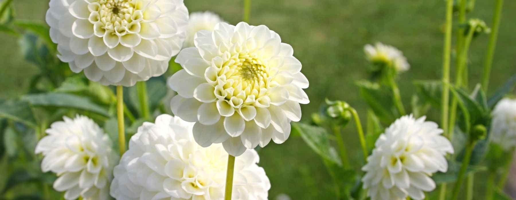 What Makes a Blue Ribbon Bloom? A Dahlia Judging Talk with Peggy Boruchow Arnette and Libby Eustis